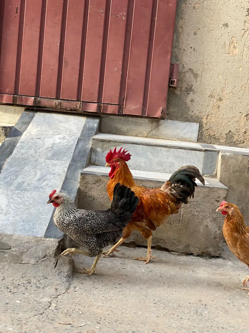 03025298170 what app jis na Lani ho bs wahi rbta kry — photo 3