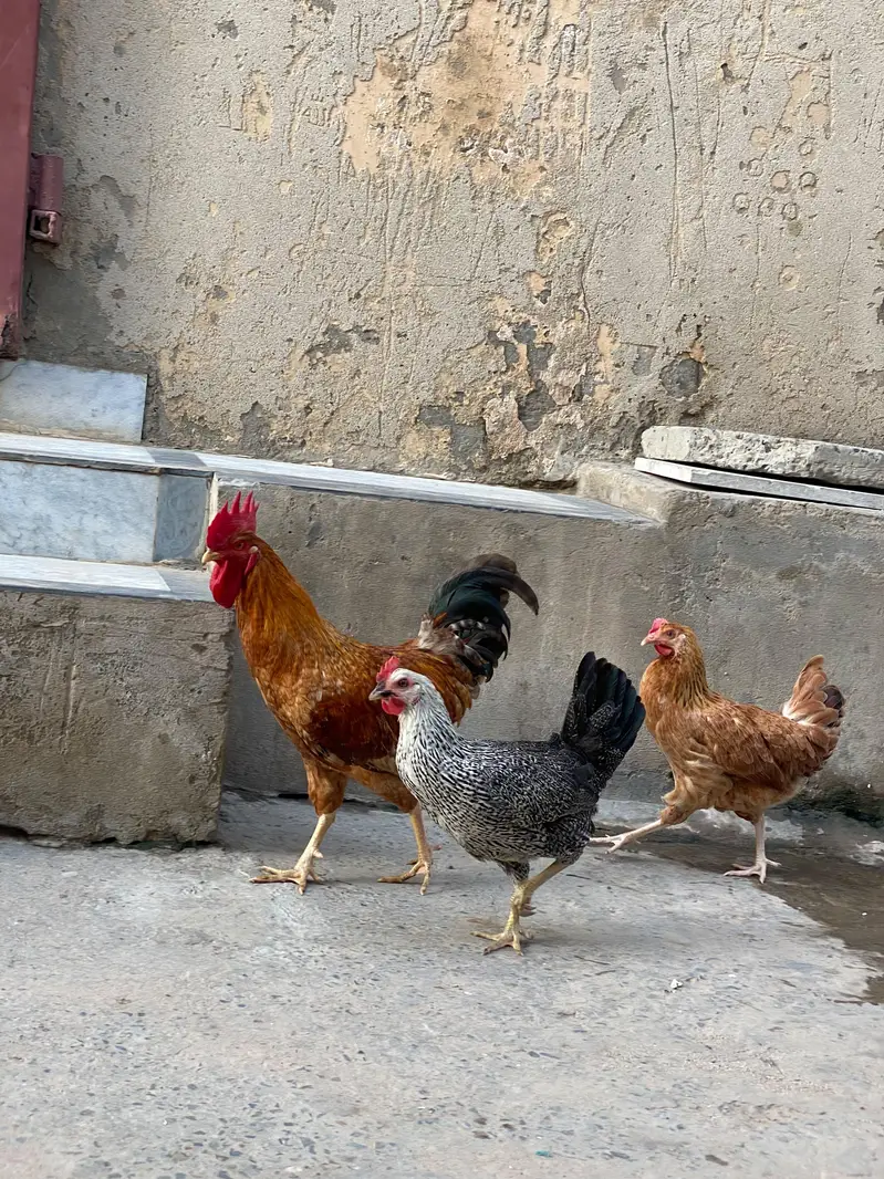 03025298170 what app jis na Lani ho bs wahi rbta kry — photo 4