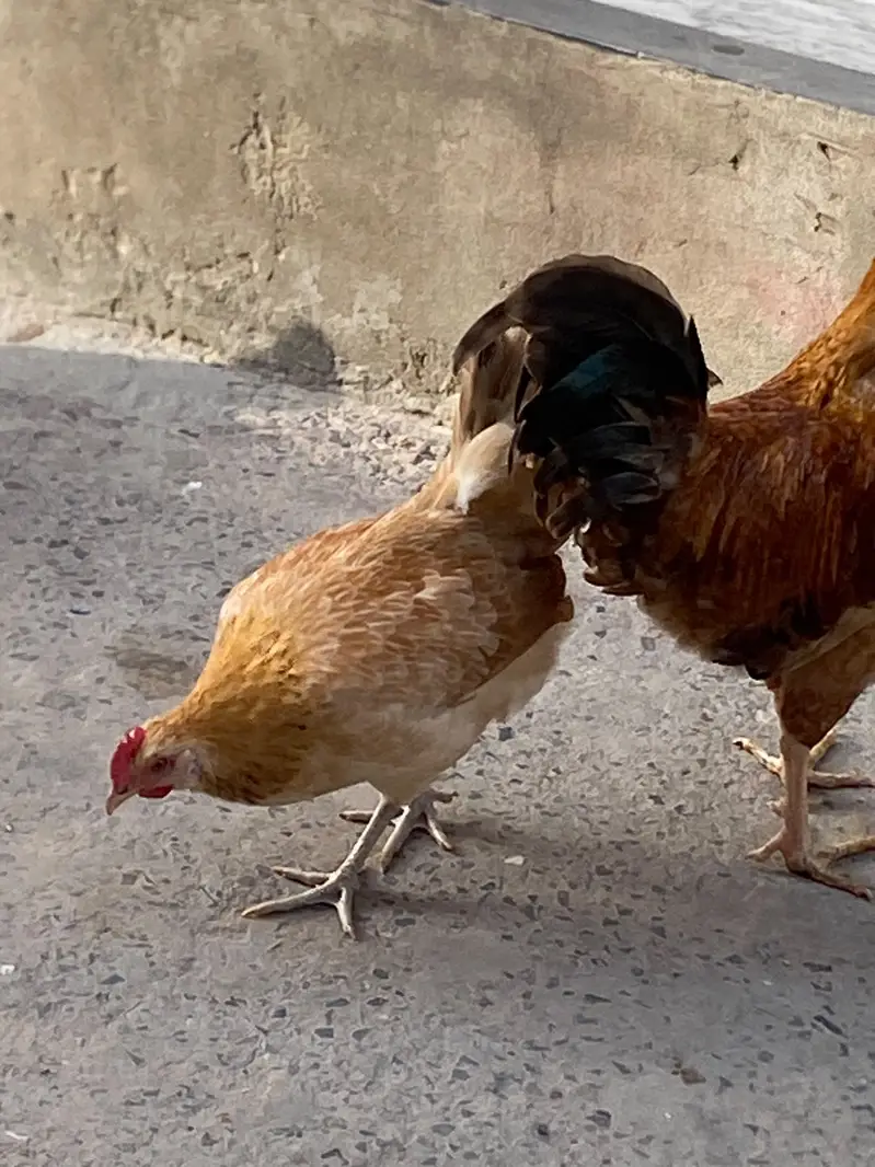 03025298170 what app jis na Lani ho bs wahi rbta kry — photo 6