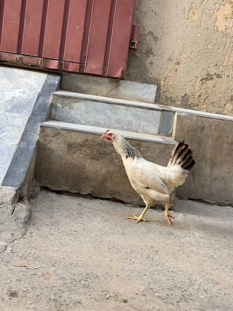 03025298170 what app jis na Lani ho bs wahi rbta kry — photo 7
