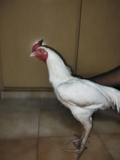 Heera aseel for sale