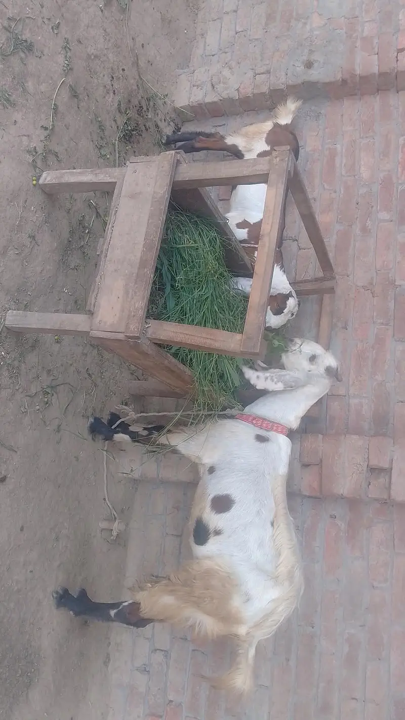 1 bkri he sath is ki leli adha kilo dodh deti he 1 dfa phle soi he — photo 5