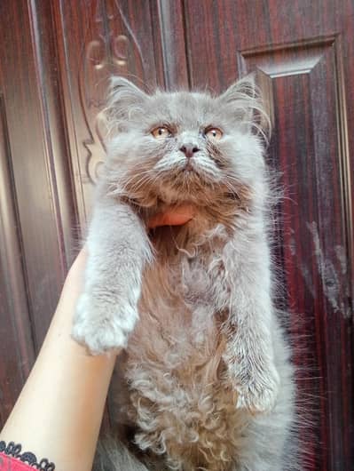 3 month kitten for sale