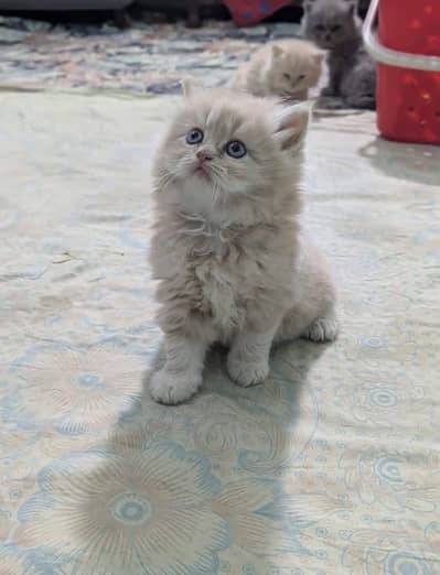 Persian Cats( Triple Coated)
