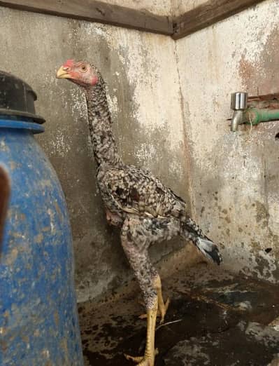 oshamo male chick