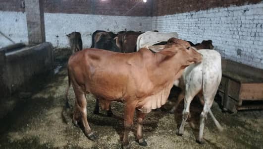 A Beautiful anmile for sale