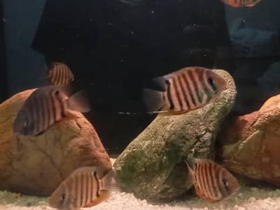 ROCKTAIL SEVERUM (RED SHOULDER SEVERUM)