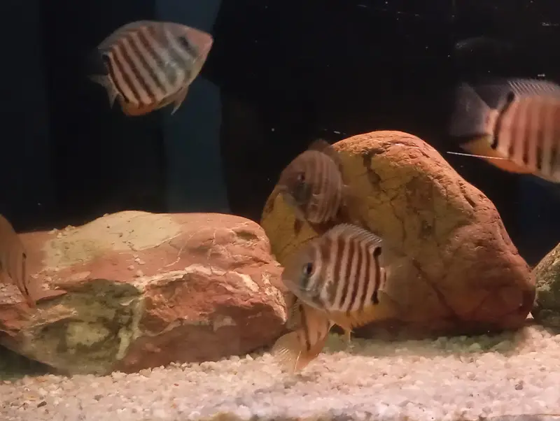 ROCKTAIL SEVERUM (RED SHOULDER SEVERUM) — photo 2