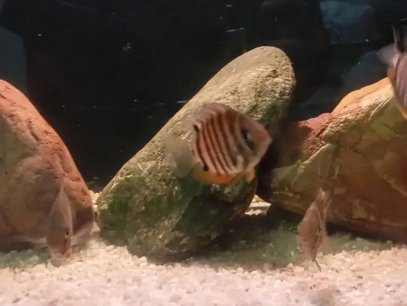 ROCKTAIL SEVERUM (RED SHOULDER SEVERUM) — photo 3