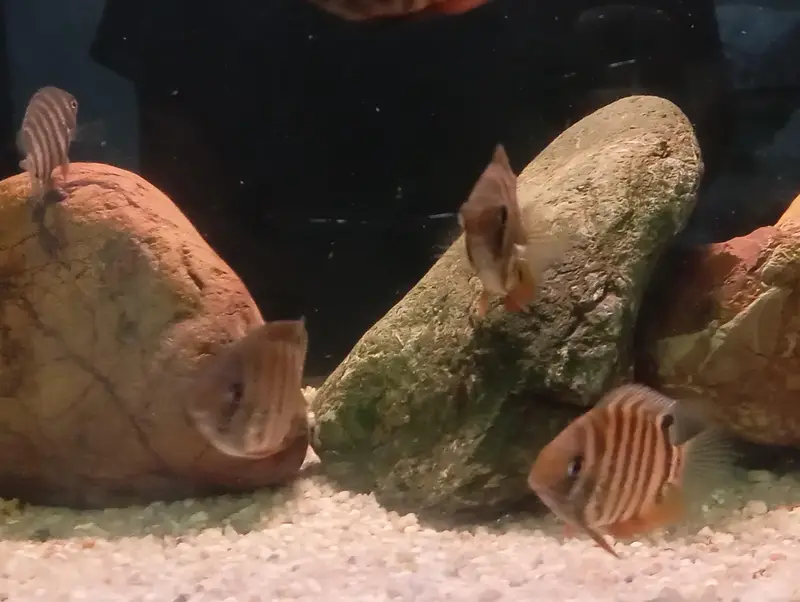 ROCKTAIL SEVERUM (RED SHOULDER SEVERUM) — photo 4