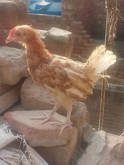 Golden Misri