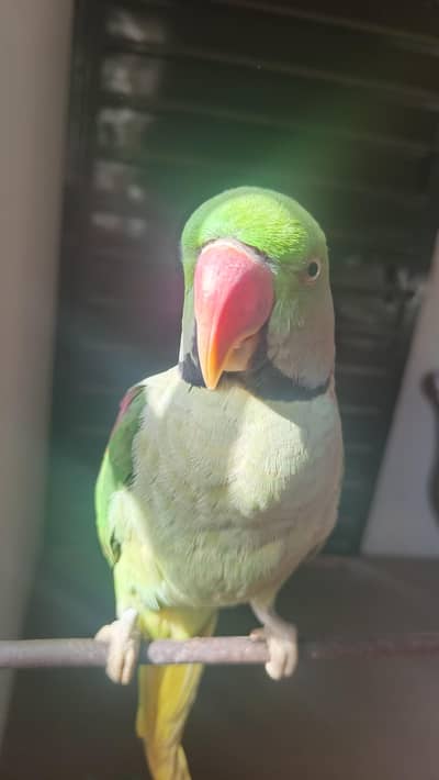 (Alexander) male Raw parrot. . for sale