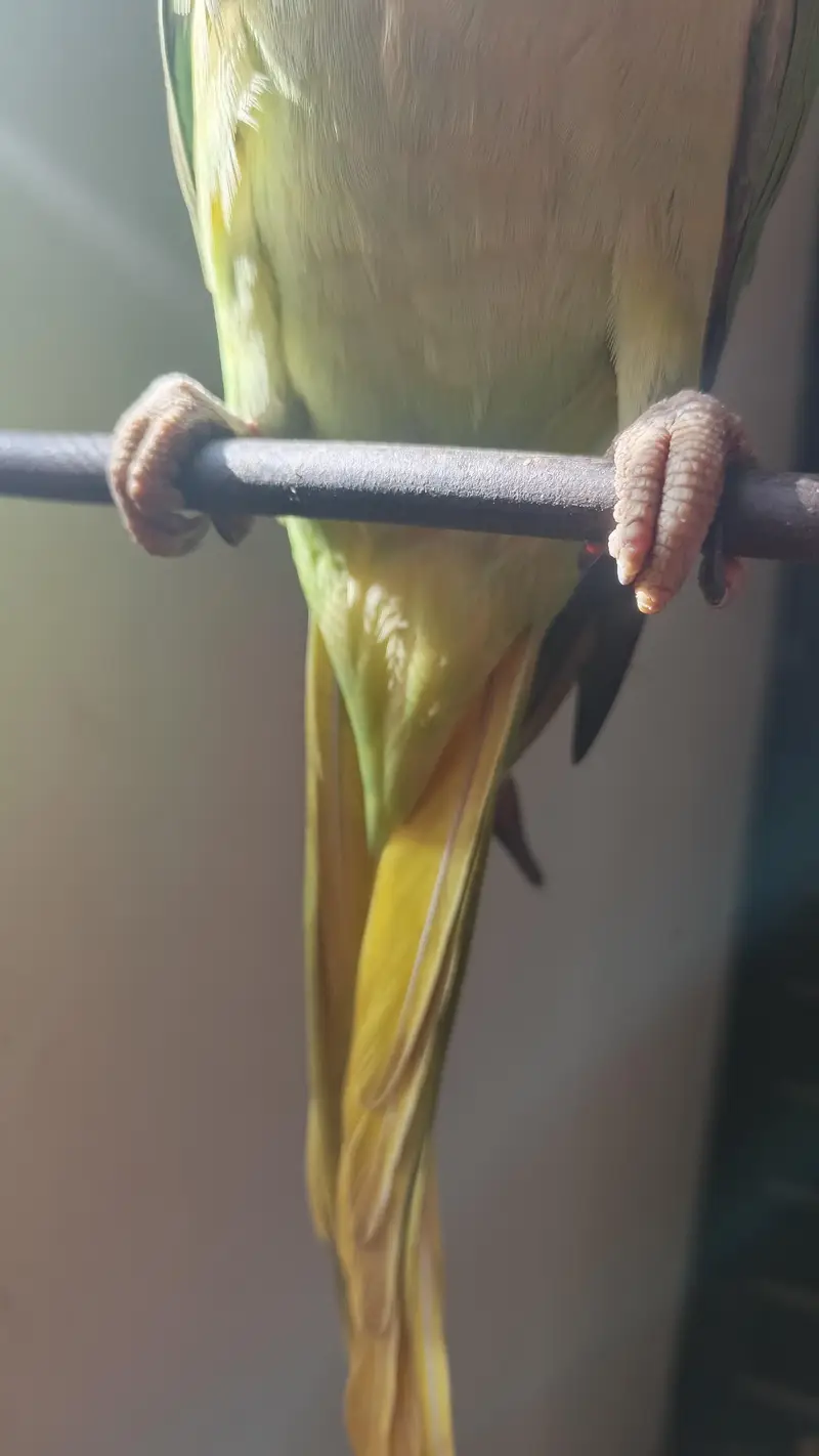 (Alexander) male Raw parrot. . for sale — photo 2