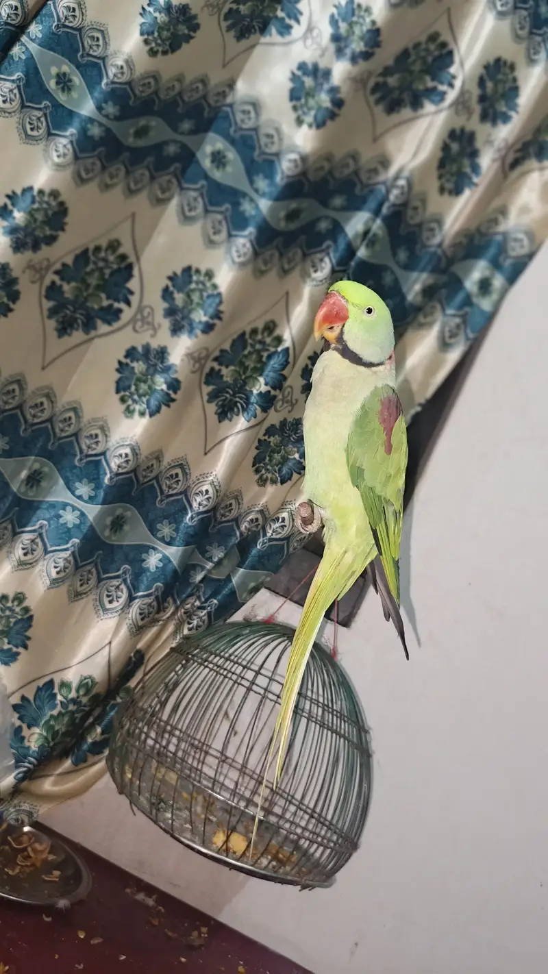 (Alexander) male Raw parrot. . for sale — photo 3