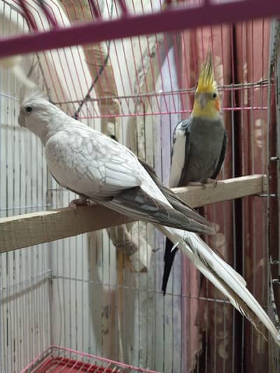 Cockatiel pair