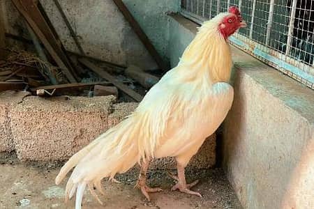 Aseel murga urgent sale all naslal