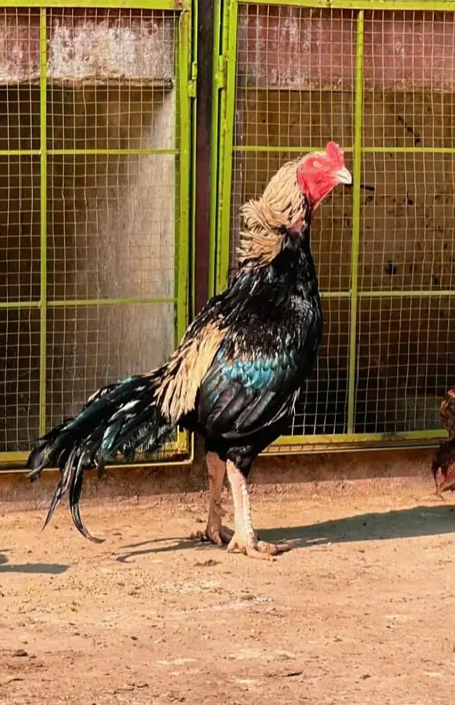 Aseel murga urgent sale all naslal — photo 3