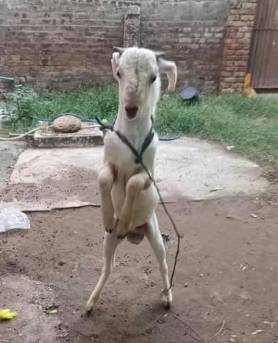 bakra