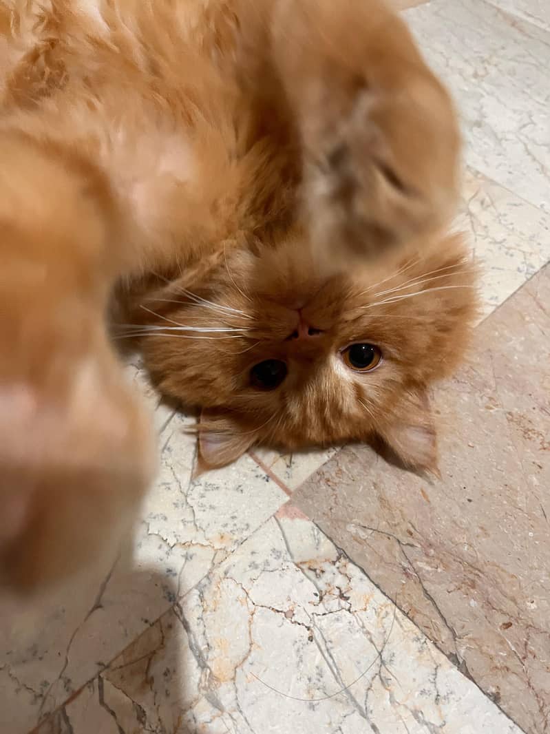 pet cat 1