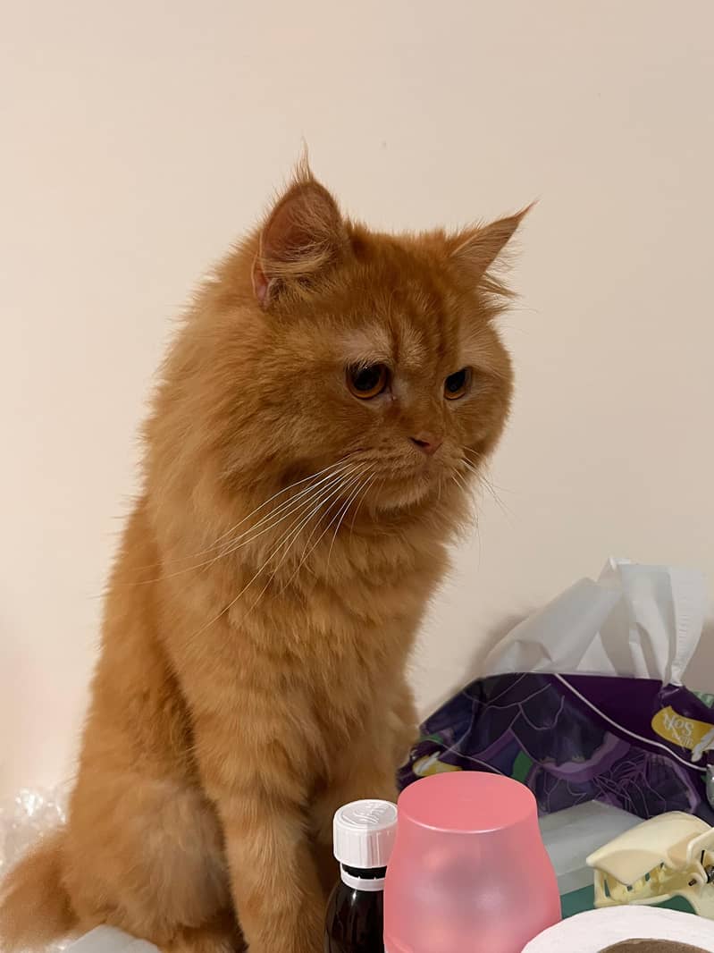 pet cat 3