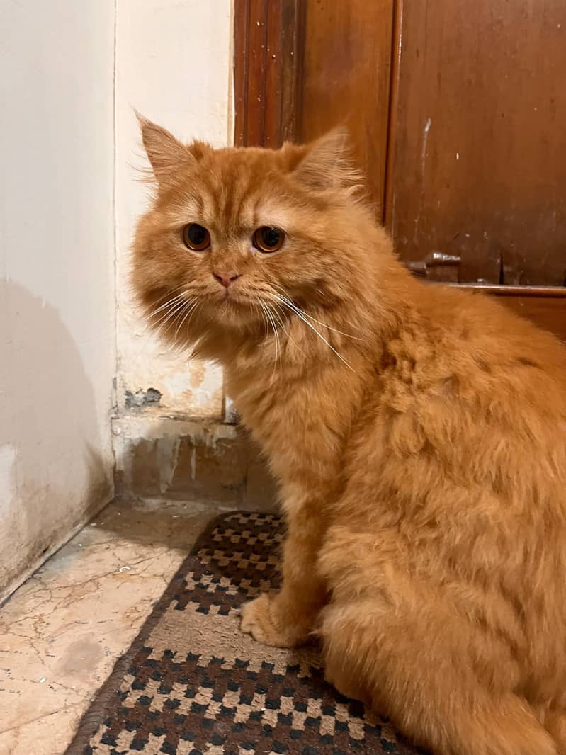 pet cat 4
