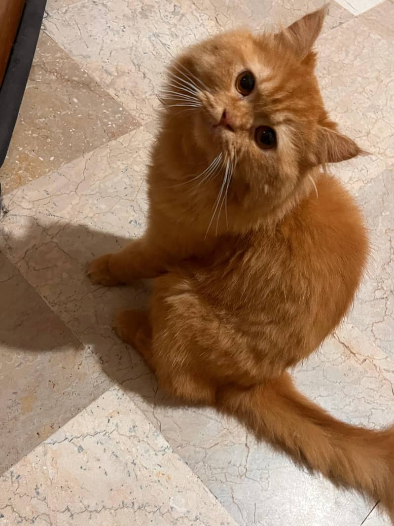 pet cat 6