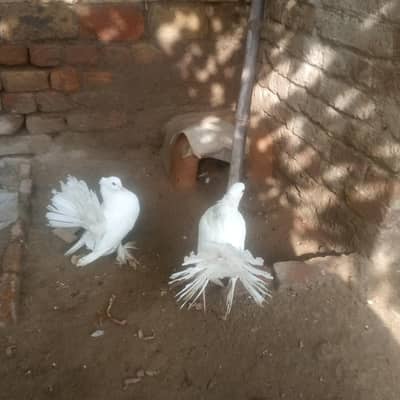 amarcan pigons