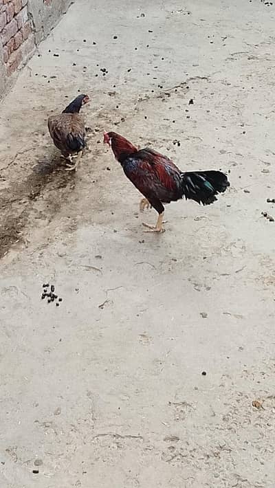 1 aseel cross pair murgi Andy dayti he or ik Desi Murga With cage