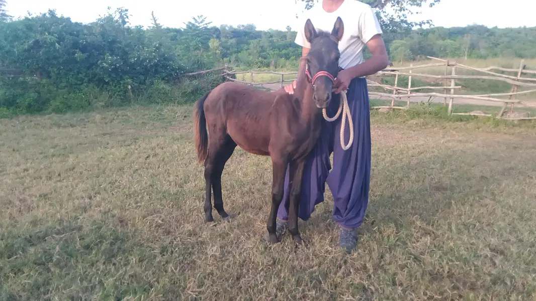 horse baby male — photo 3