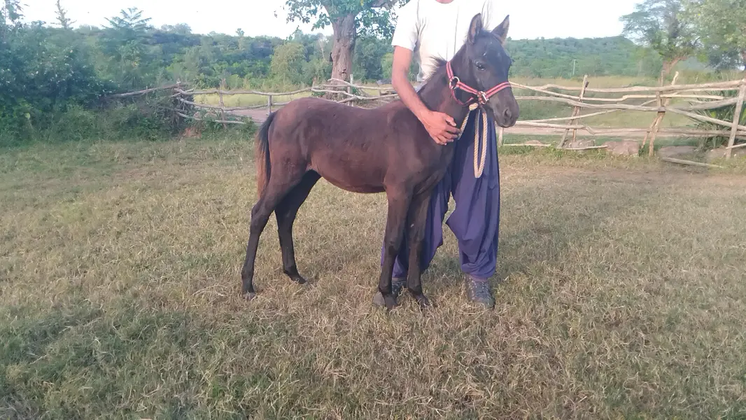 horse baby male — photo 2