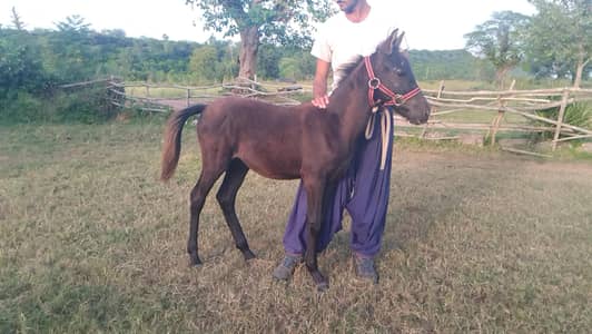 horse baby male