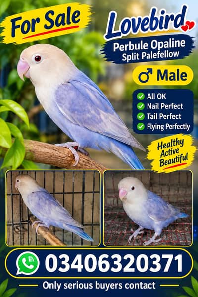 love birds male for sale