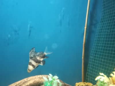 Chinese sucker fish, coco cat fish