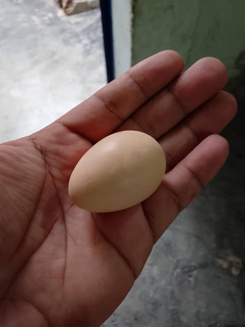 desi hen 1
