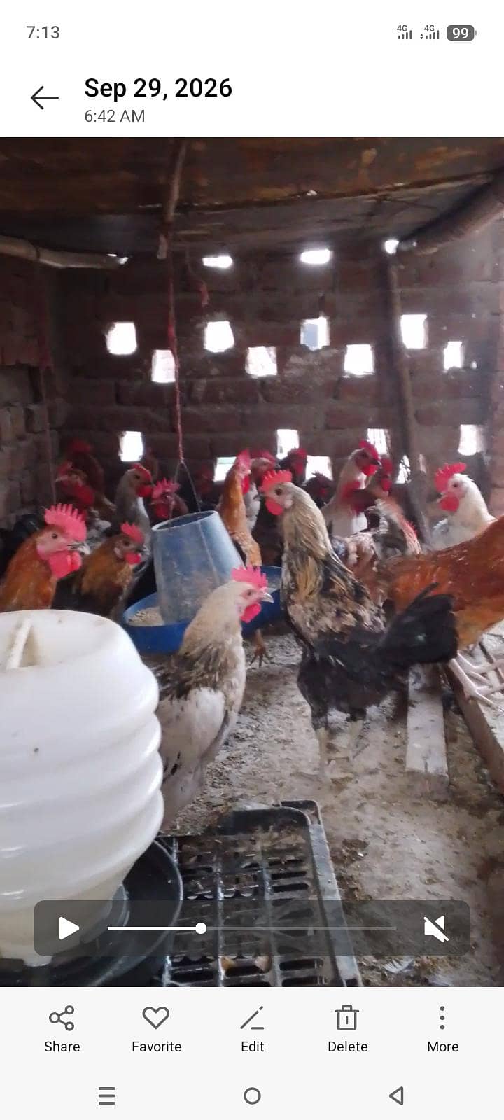 desi hen 2