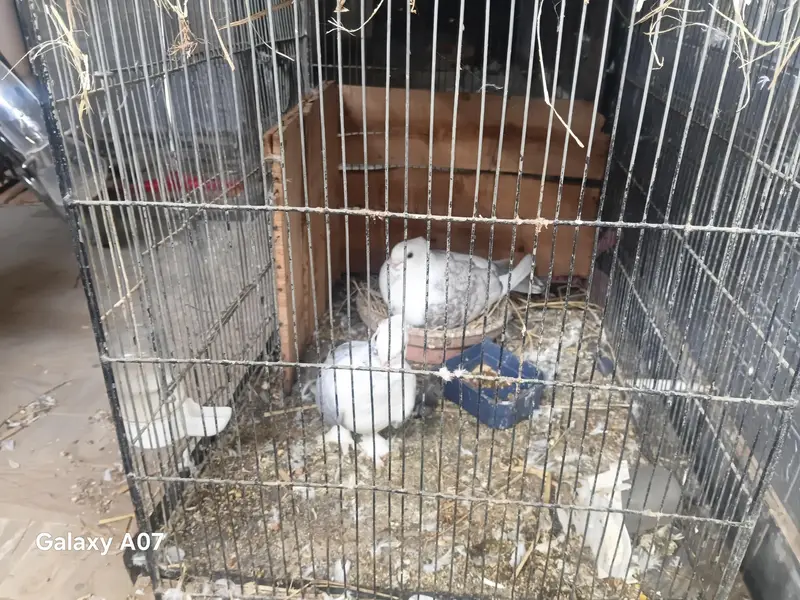 sentinet pair — photo 2