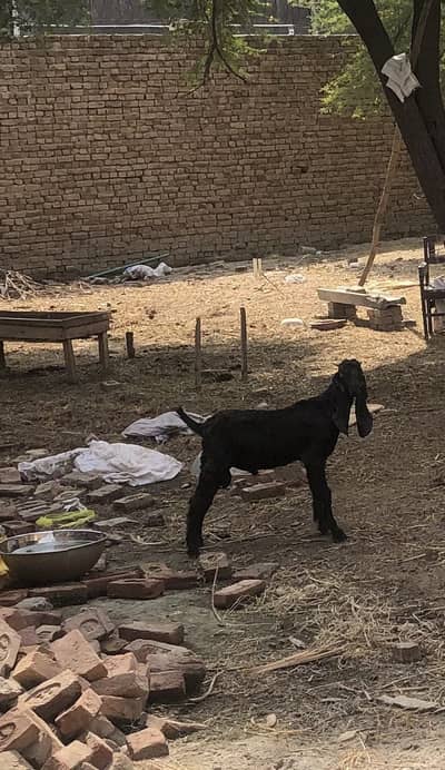 Bakra 03096849690