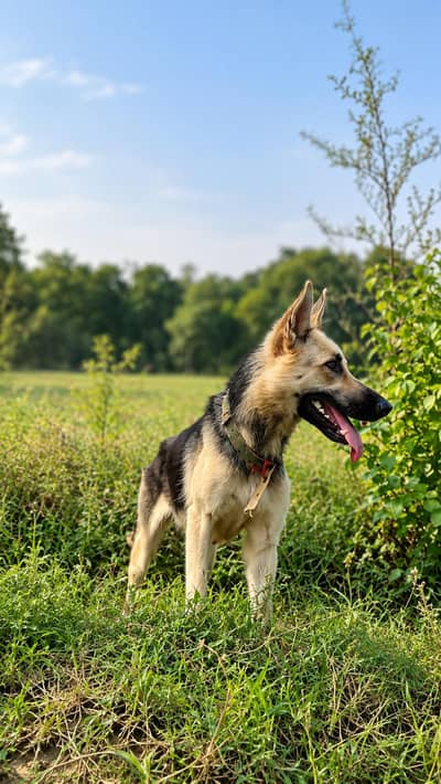 alsatian female dog for sale