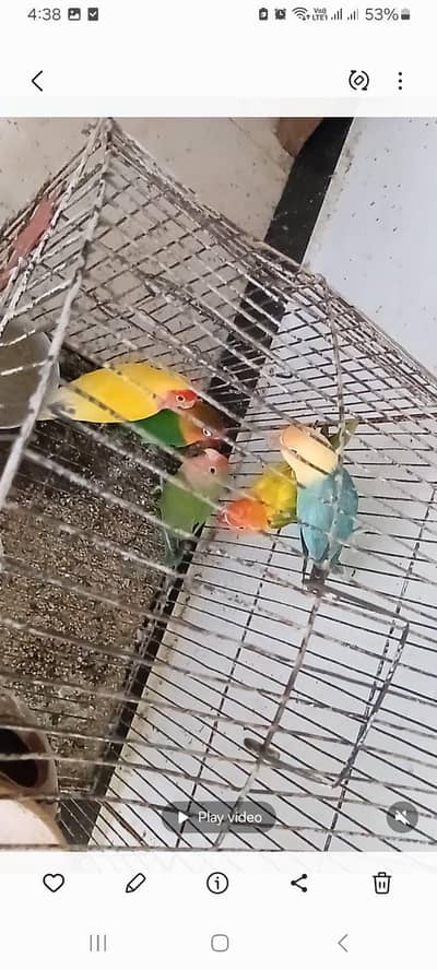 love birds forsale