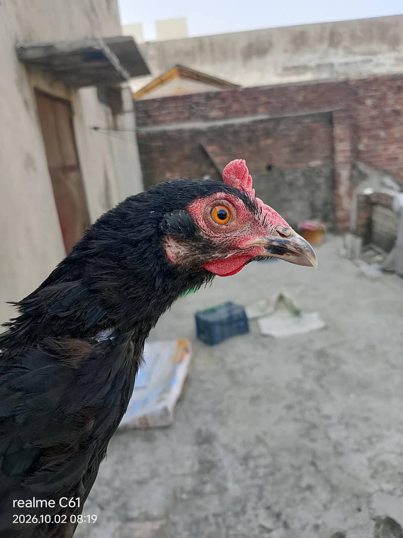 3 hens 3