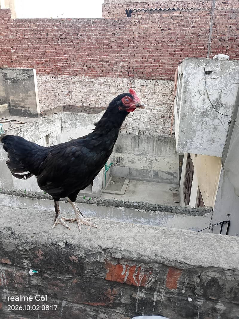 3 hens 4