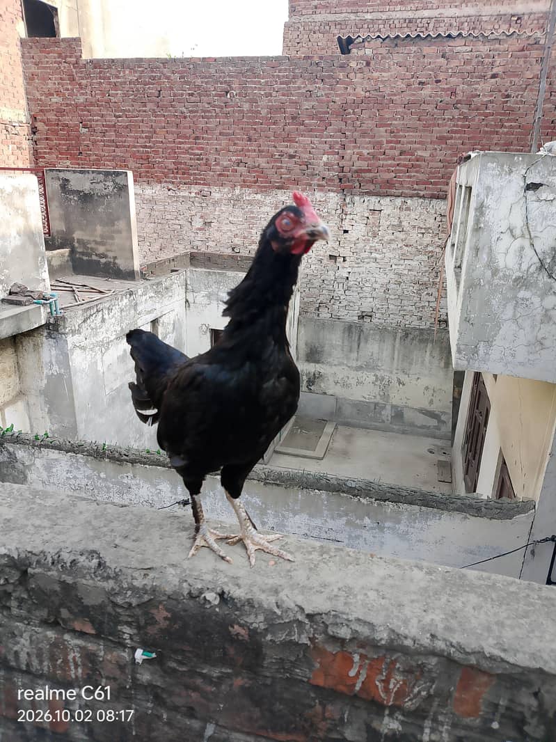 3 hens 6