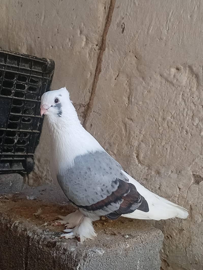 Fancy pigeon 2