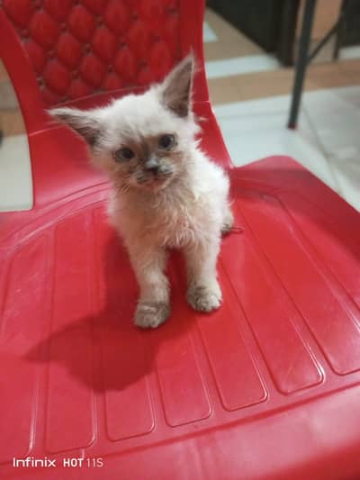 Hemaliyan kitten