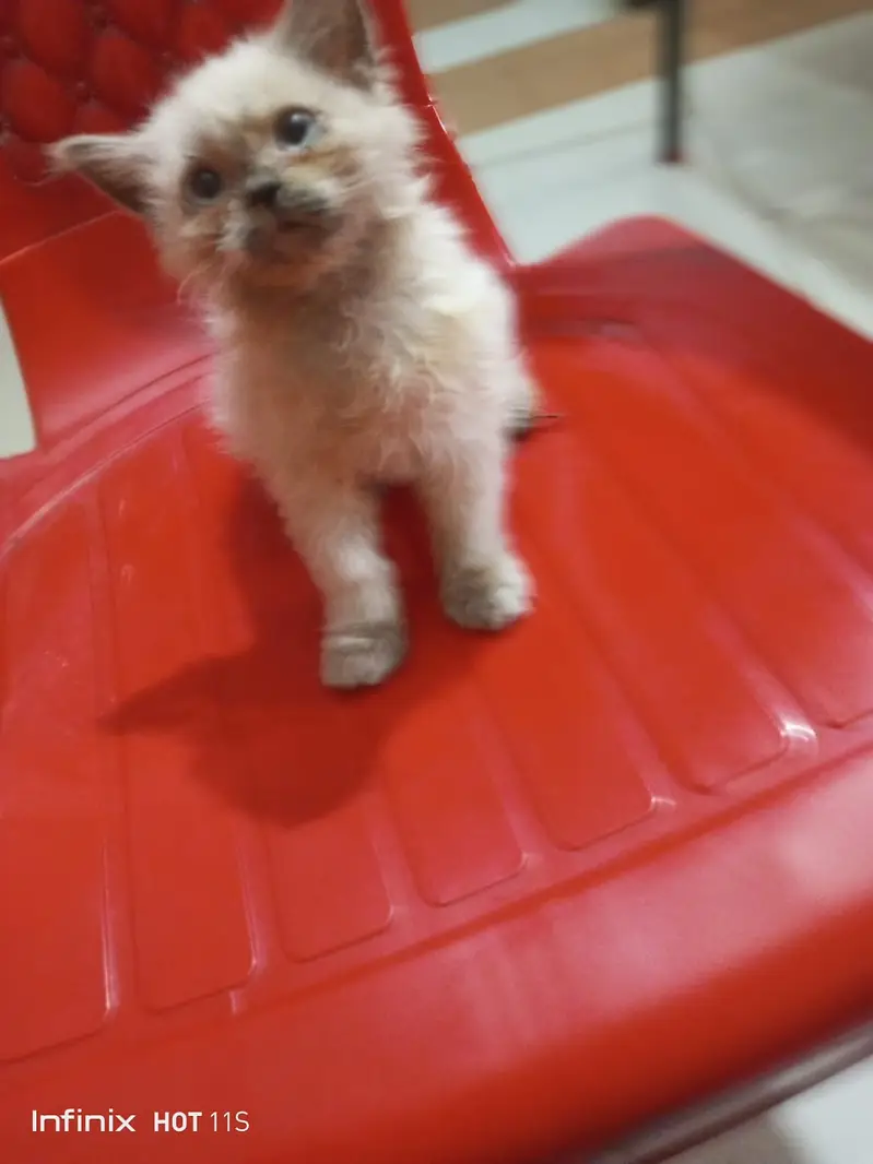 Hemaliyan kitten — photo 2
