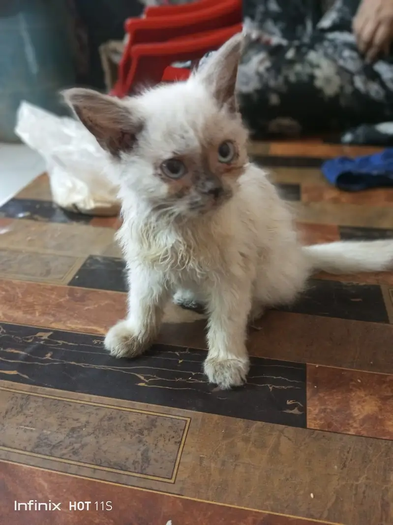 Hemaliyan kitten — photo 3