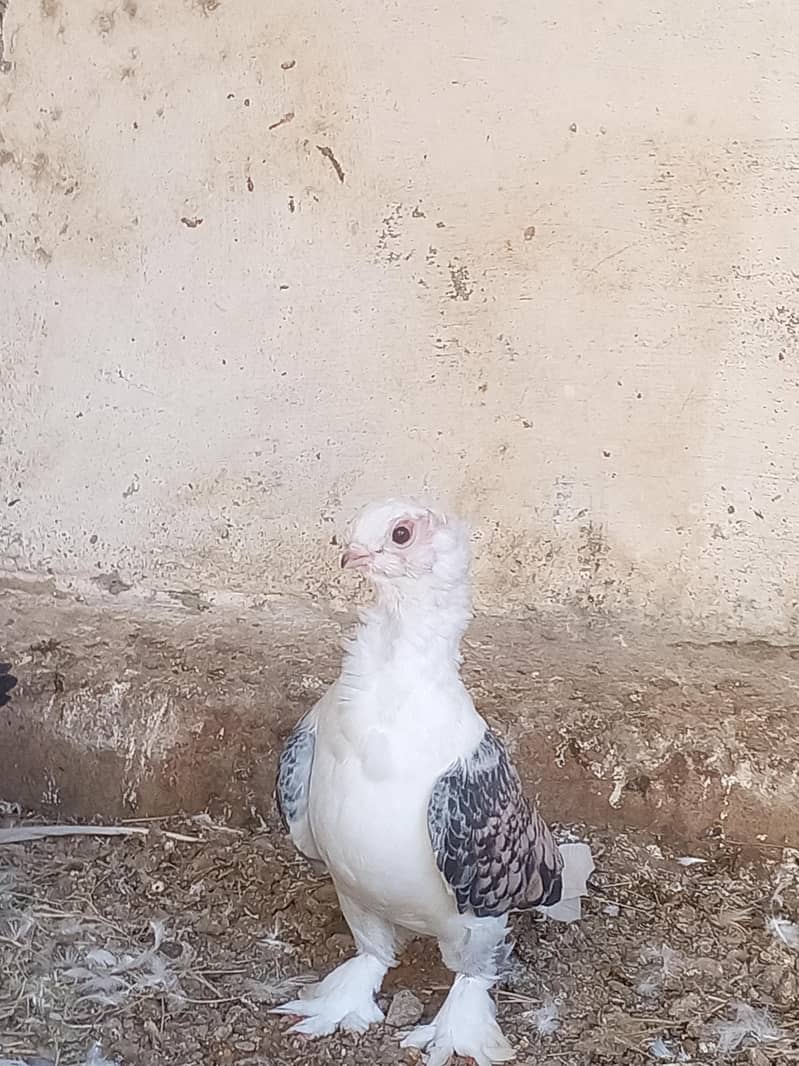 Fancy pigeon 3