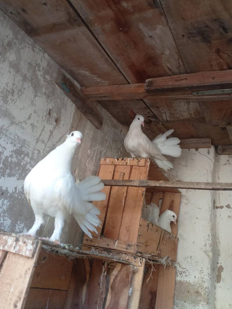 Fancy pigeon 4