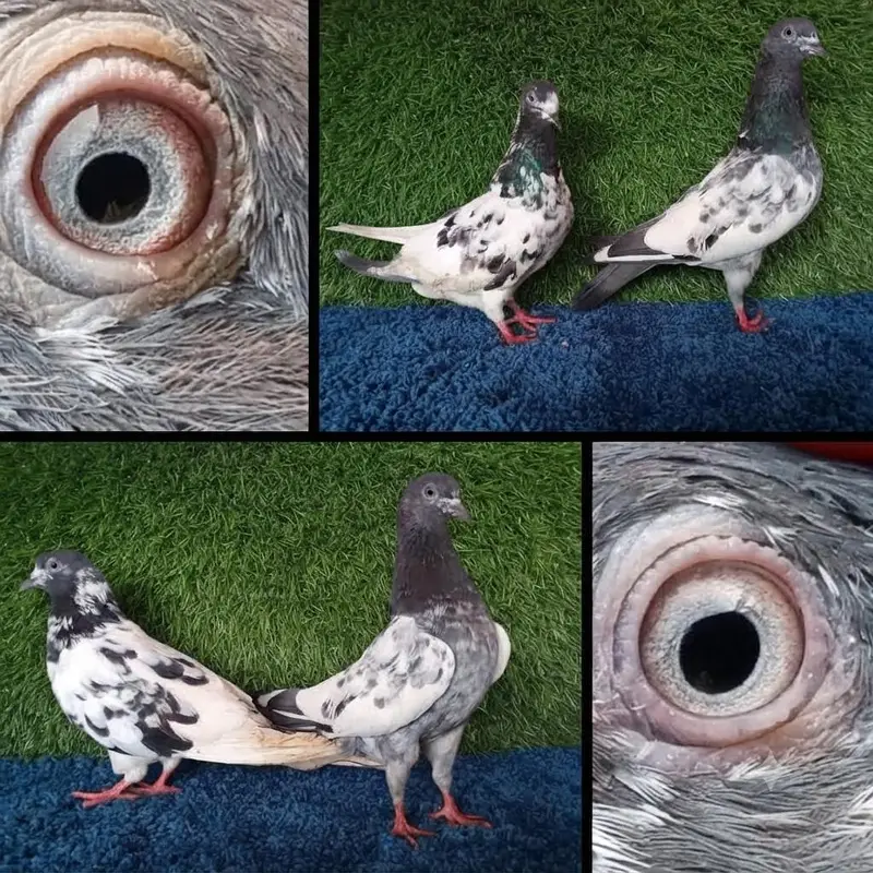ferozpuri|golden Pigeons|jaldar Pigeons|Teddy Pigeons|Kabootar|lakhy — photo 4