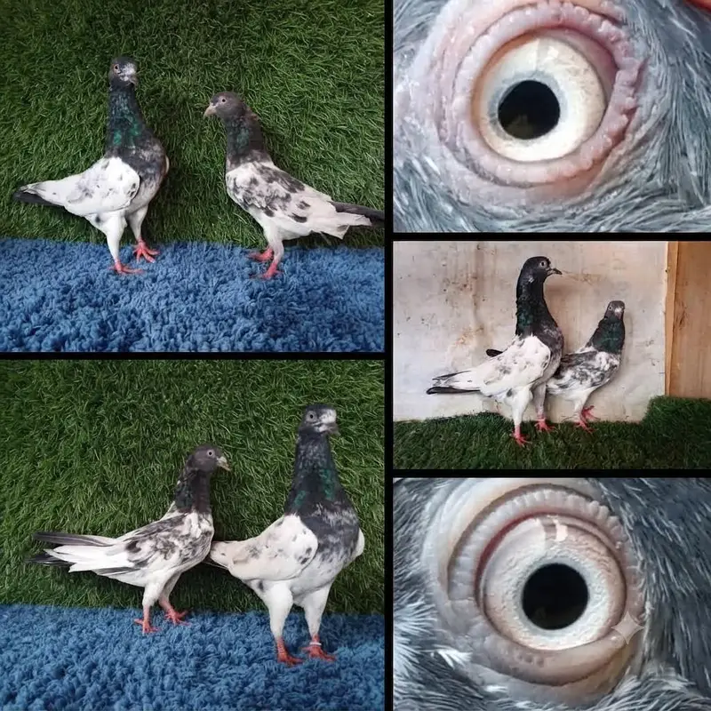 ferozpuri|golden Pigeons|jaldar Pigeons|Teddy Pigeons|Kabootar|lakhy — photo 5